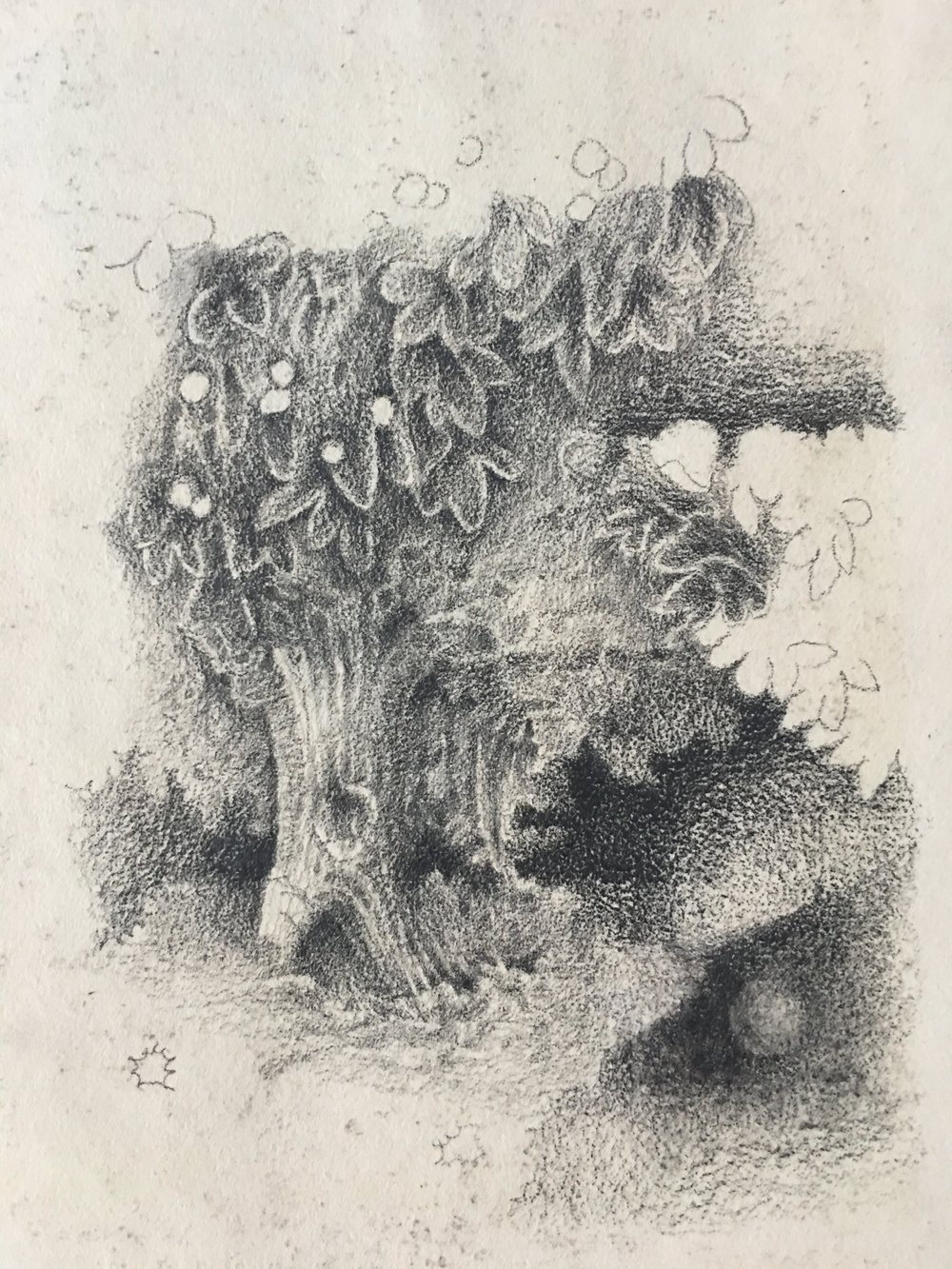 untitled 2021 pencil on paper 11 x 8 ins