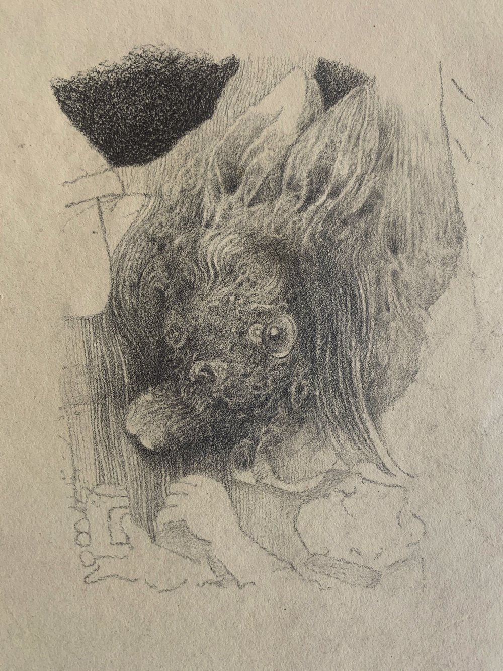 bunny/girl 2020 pencil on paper 15 x 12 ins