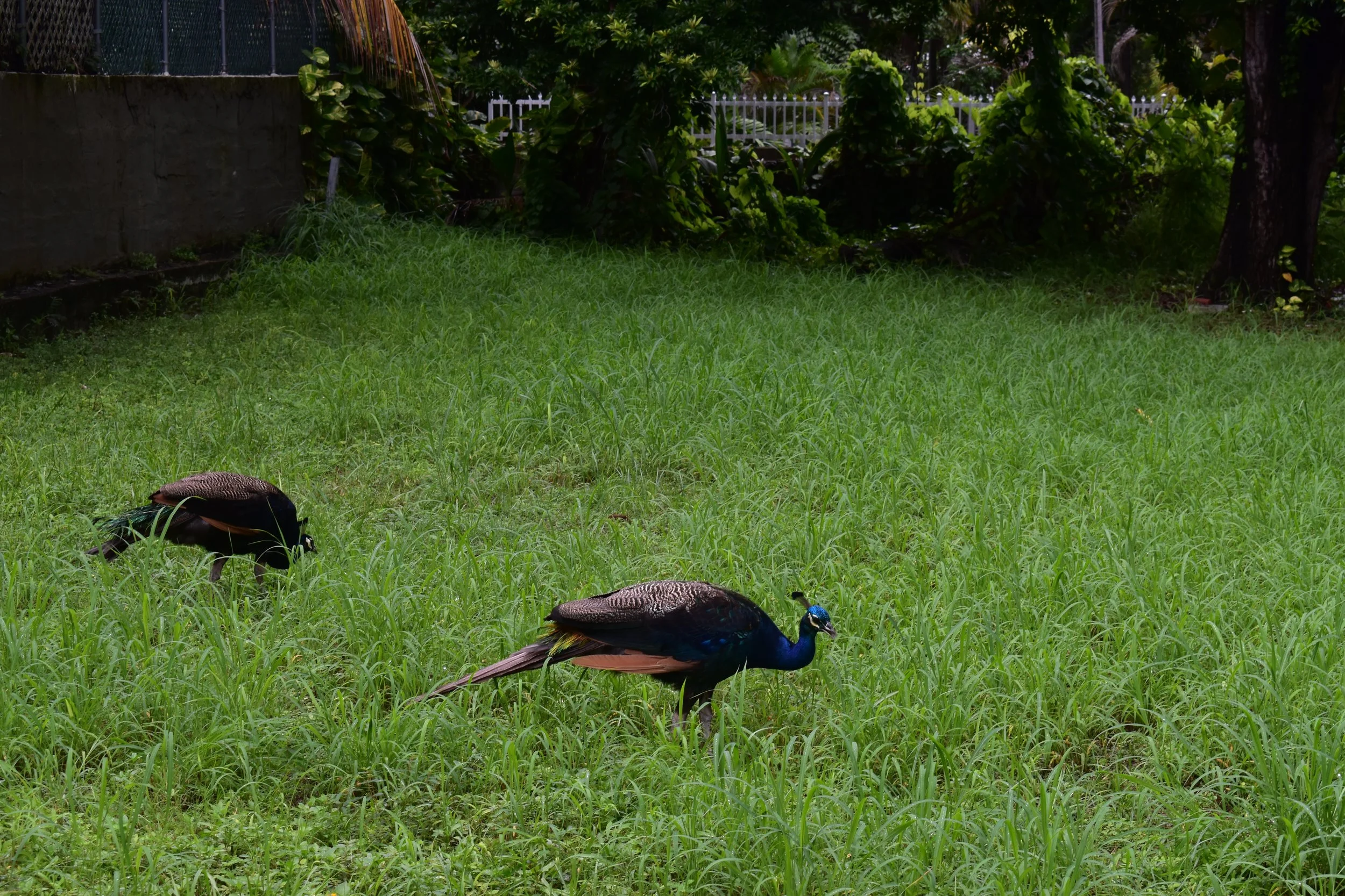 DSC_3620.JPG