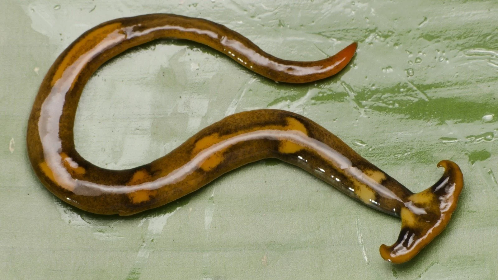 Beware of the Hammerhead Worm in Austin