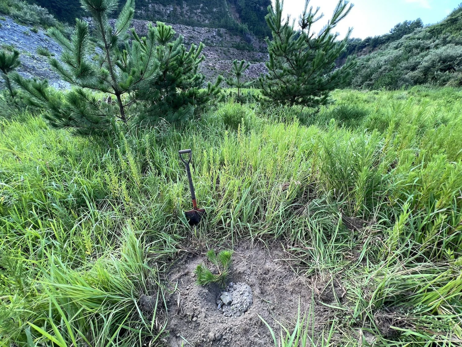 Young plant growing in disturbed soil beside a small shovel, surrounded by grasses and pine vegetation at Shiroyama in Himeshima. 姫島・城山で、草や松に囲まれた土の中に若い植物が育ち、そのそばに小さなシャベルが置かれている。