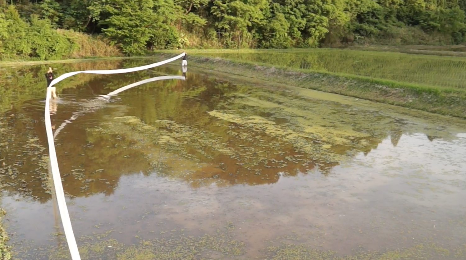 Two people extending a long white fabric across a flooded field surrounded by green vegetation in the Caminantes project. / 《Caminantes》で、緑に囲まれた水田に長い白い布を伸ばす二人の人物。