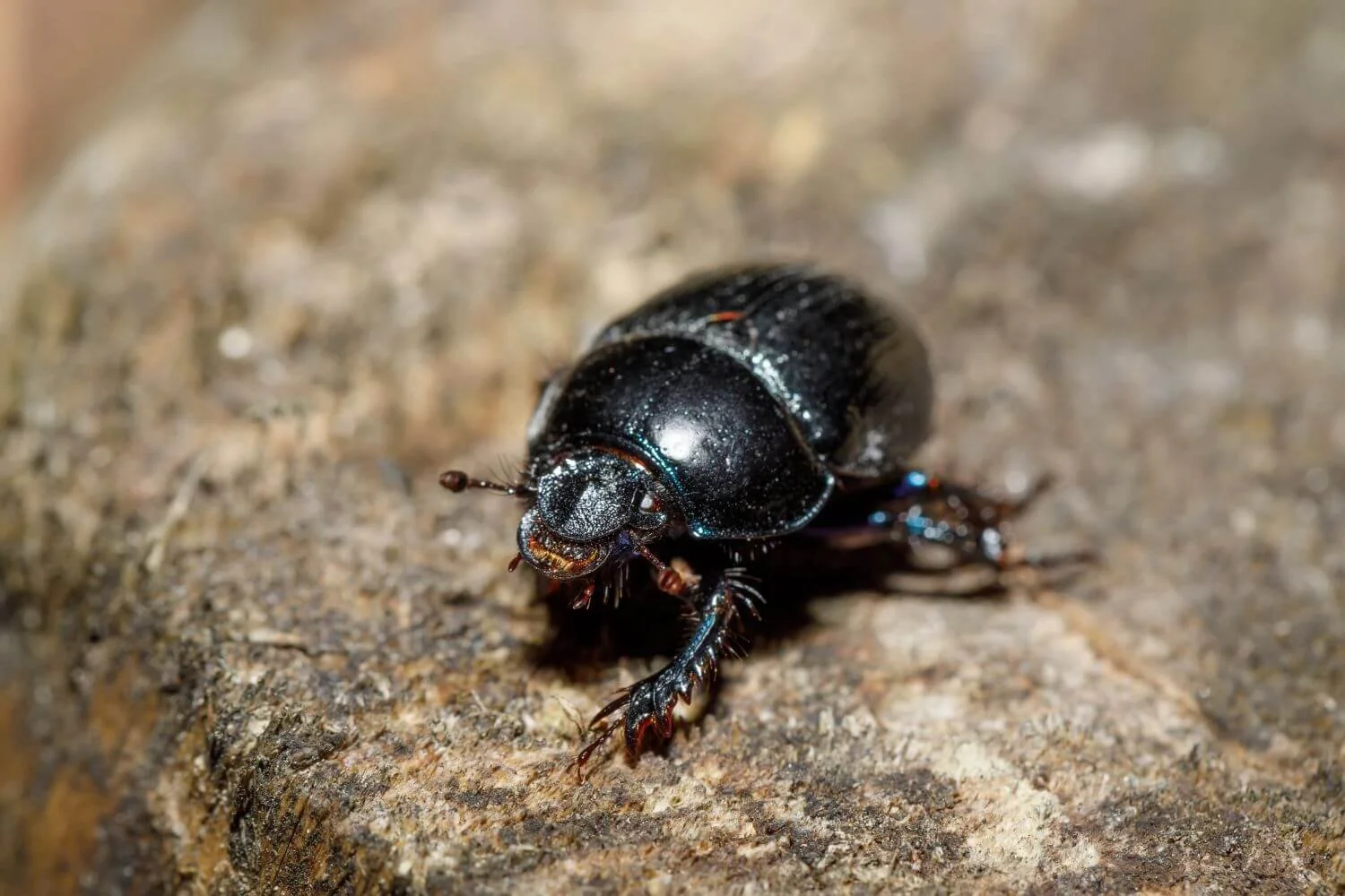 Heteronychus Arator