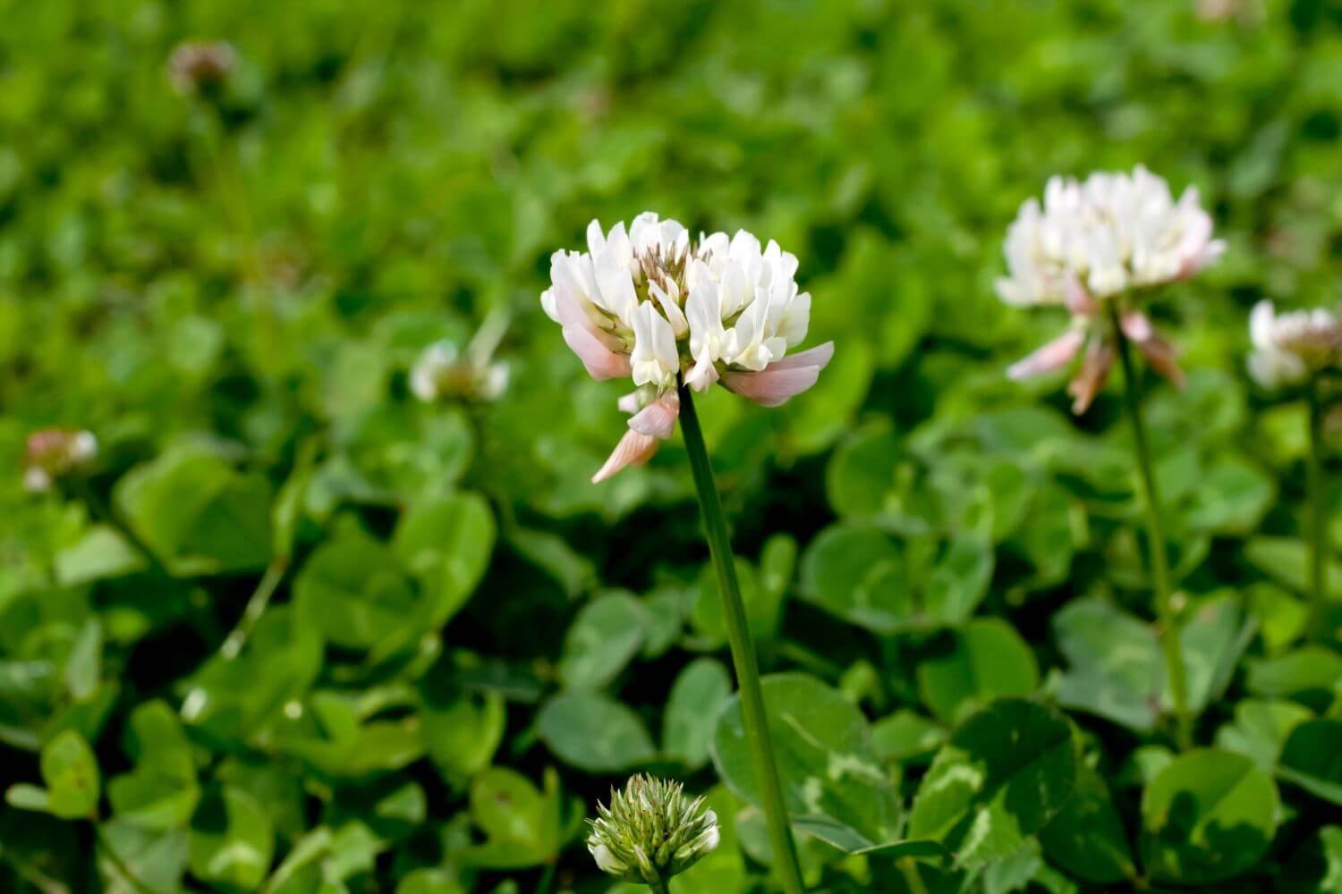 Trifolium.jpg