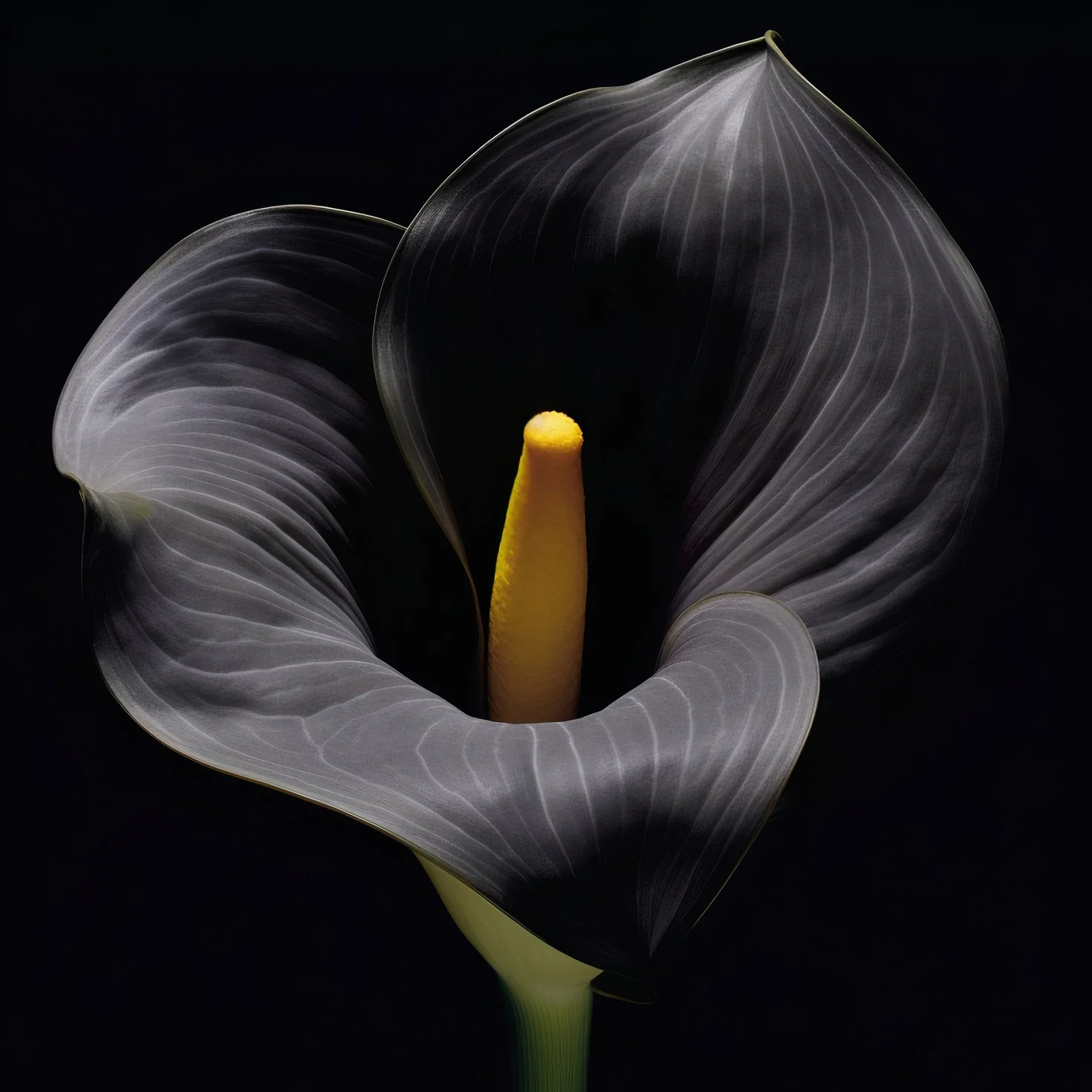 Tweda_Flowers_Stils 3.jpg