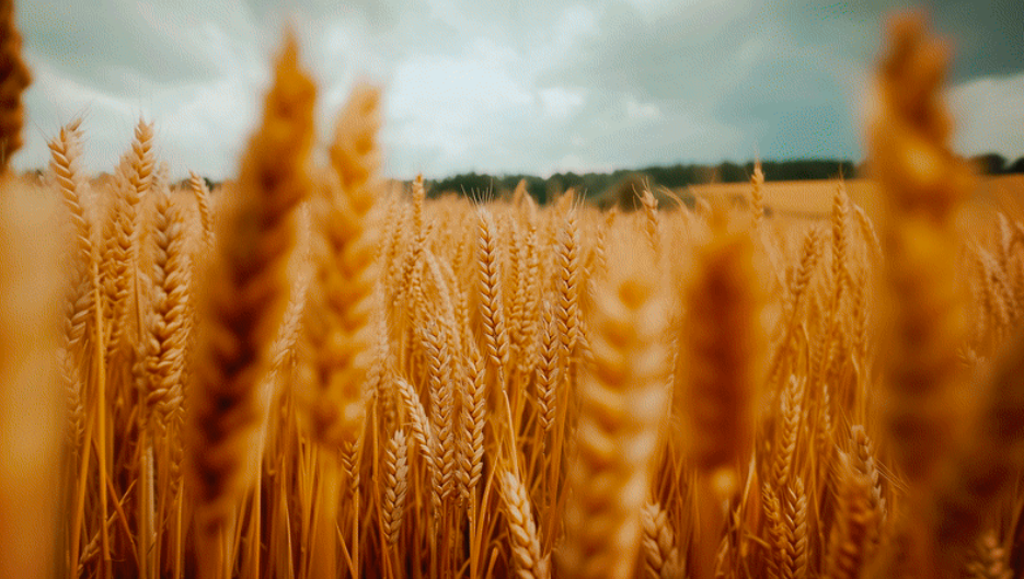 Brenda de Vries-ai-visual-1.png