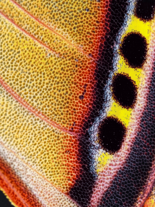 Nina Lemm-butterfly.png