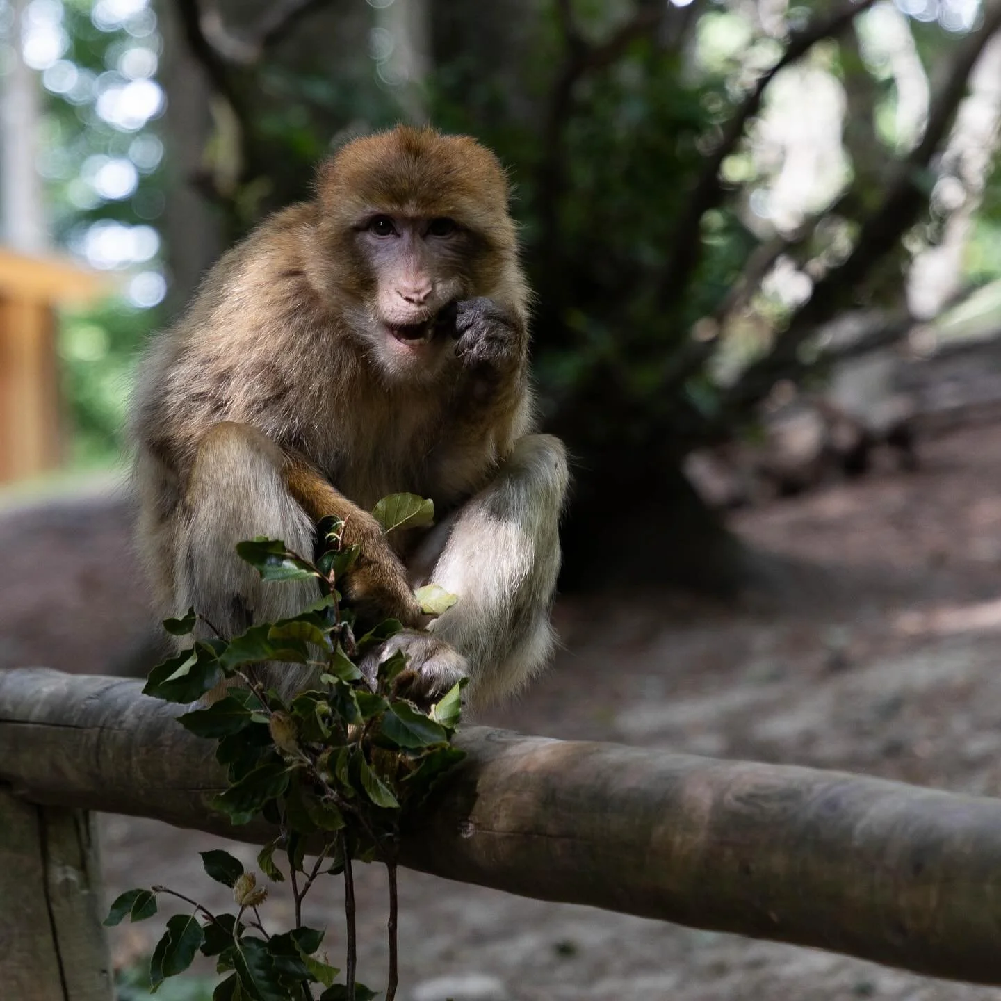 Familienferien beinhaltet bei uns oft Tiere. 🐒🦌
@affenbergsalem war toll, weil die Tiere viel Platz hatten und wir sie von ganz nah beobachten konnten!