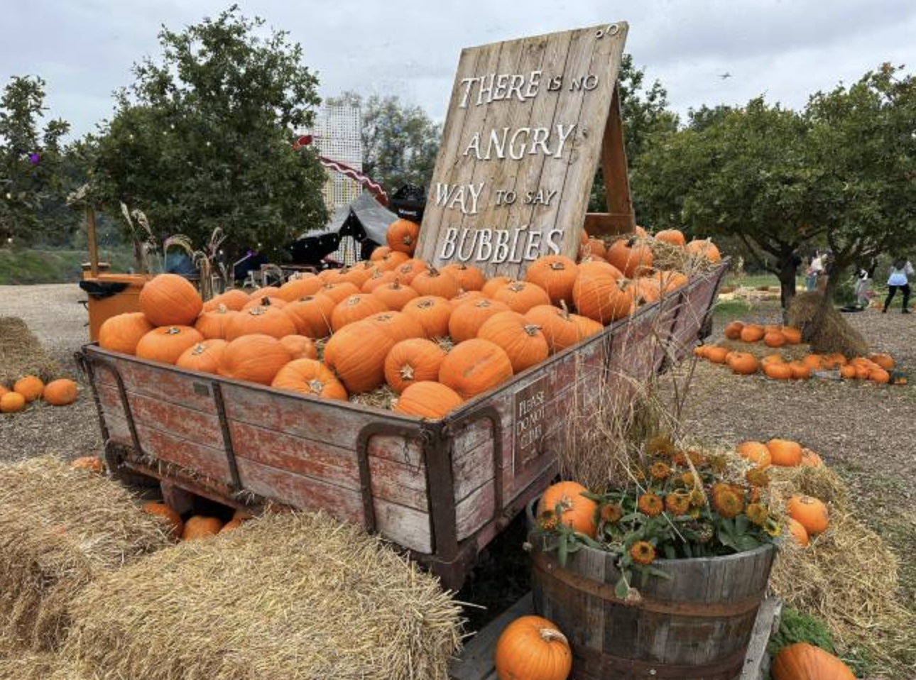 Hobbledown pumpkin patch