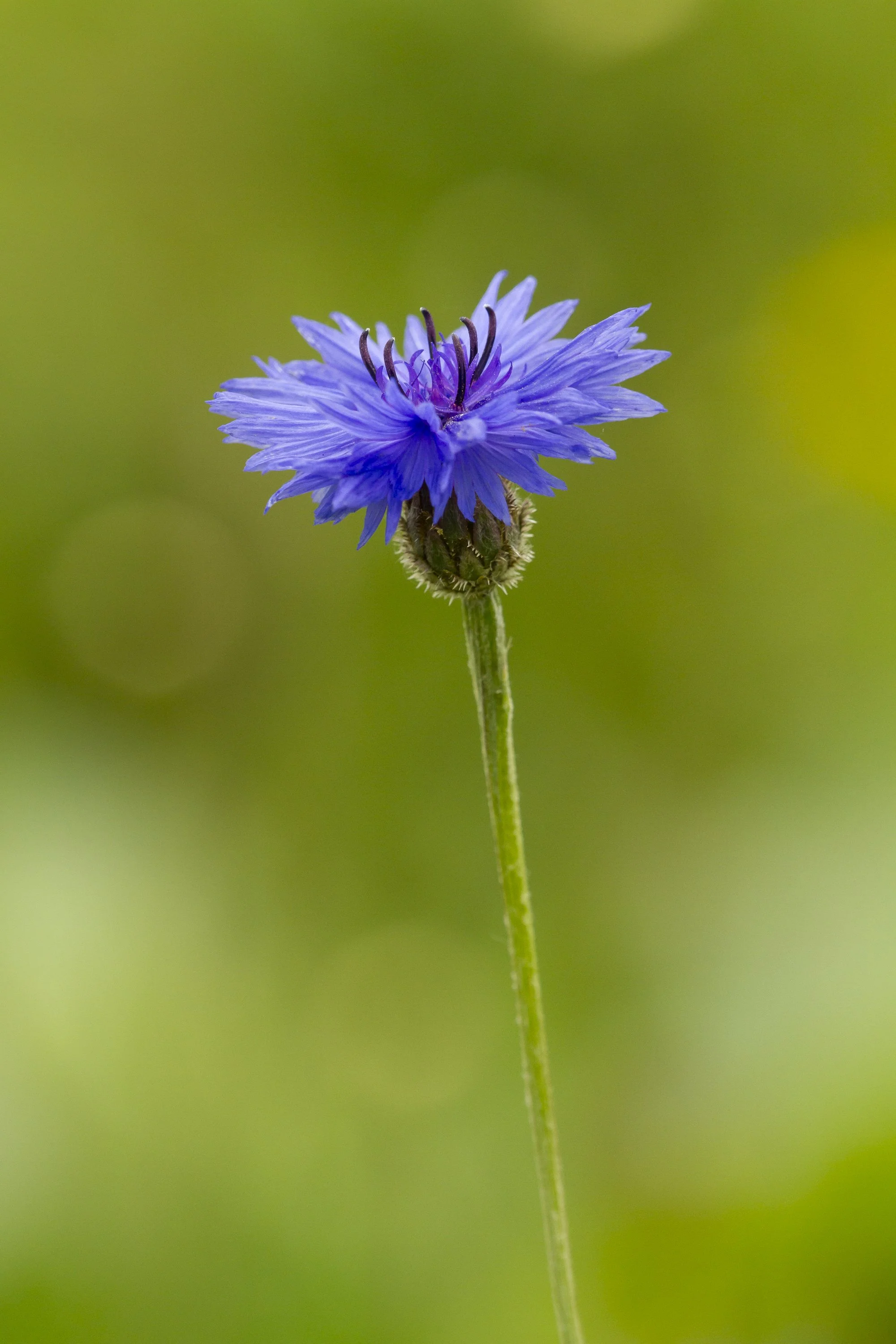 5th July - Wildflower Identification with David Winnard