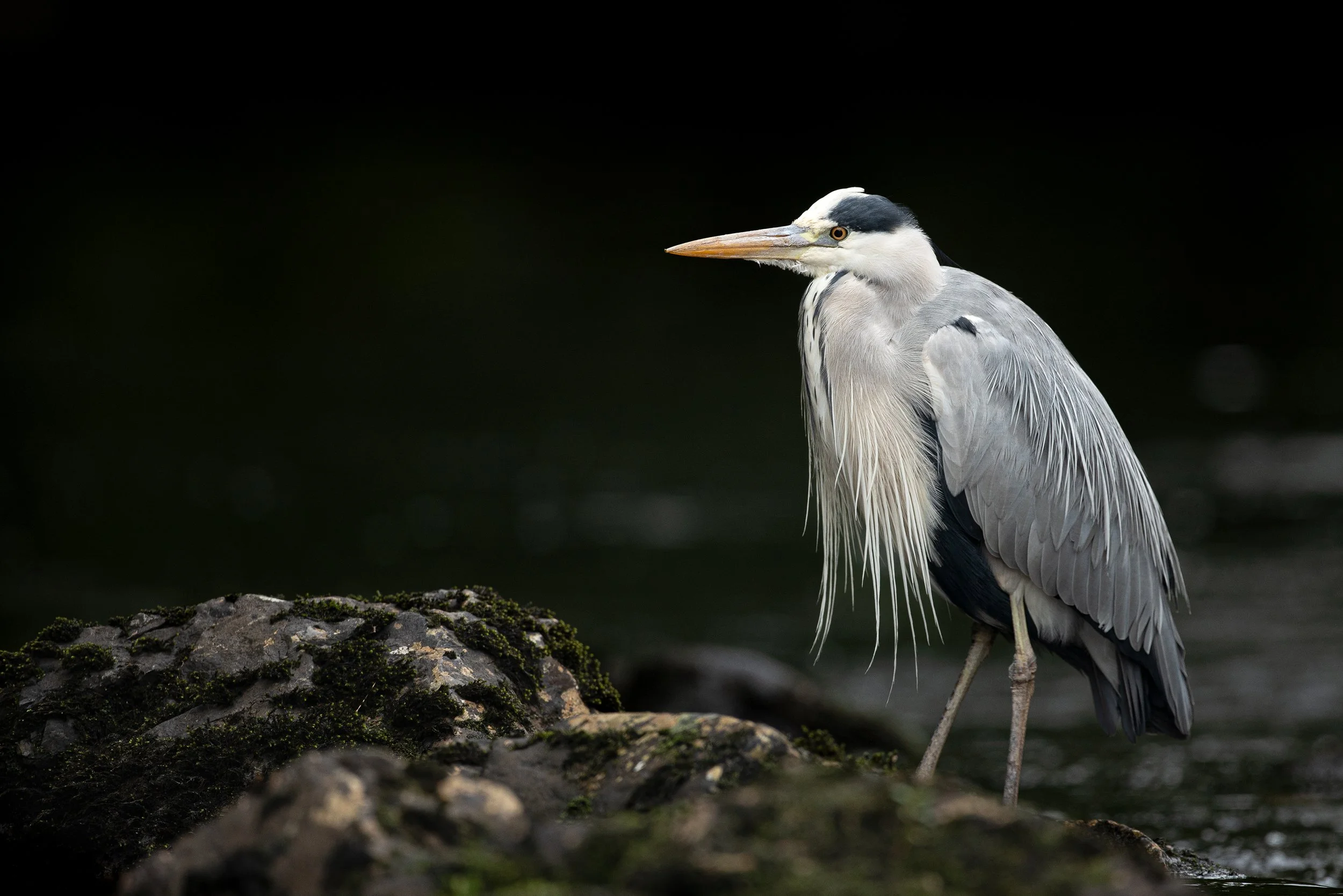 16th May - Bird Watching with David Winnard