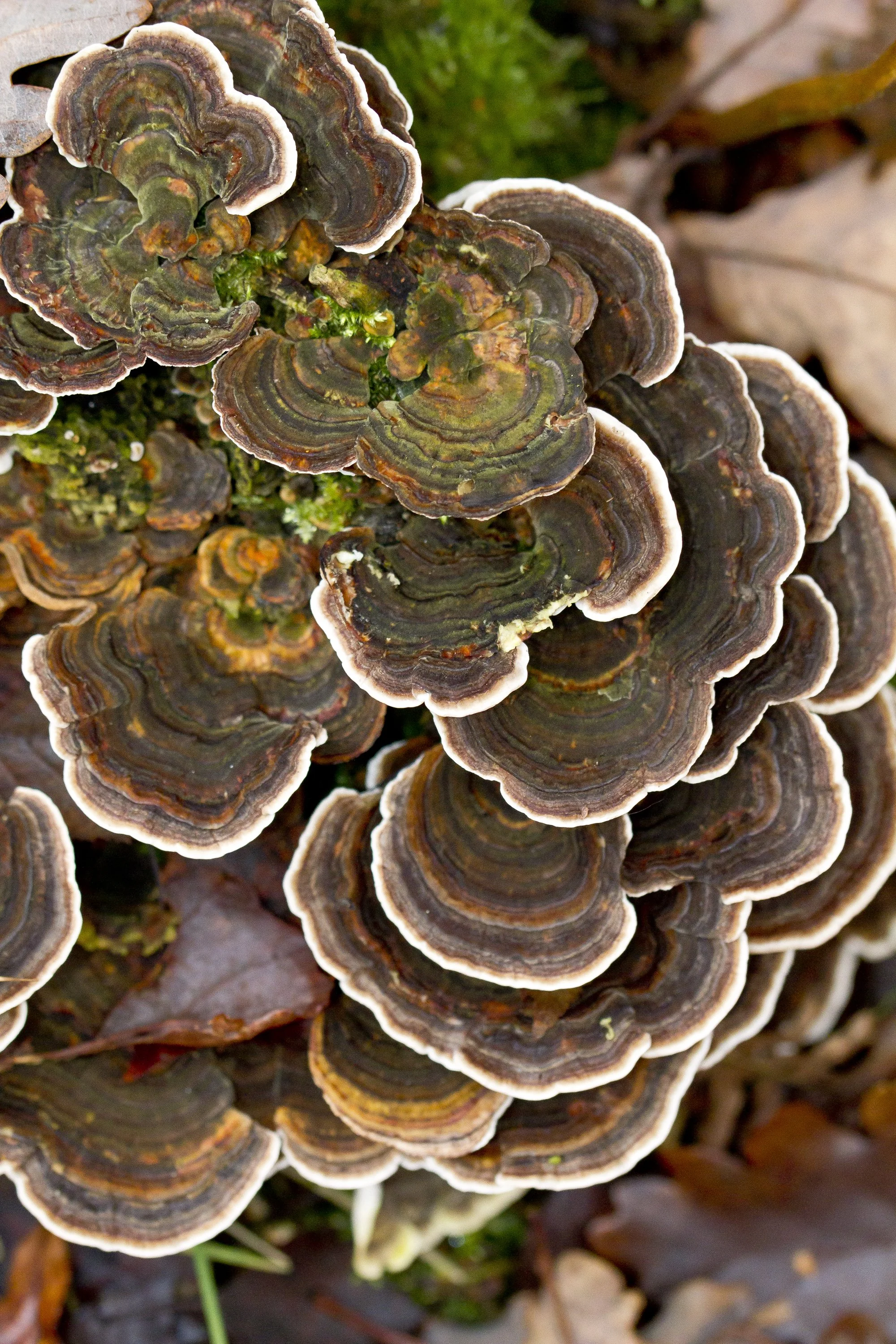 21st November - Late Winter Mushroom Foraging with David Winnard
