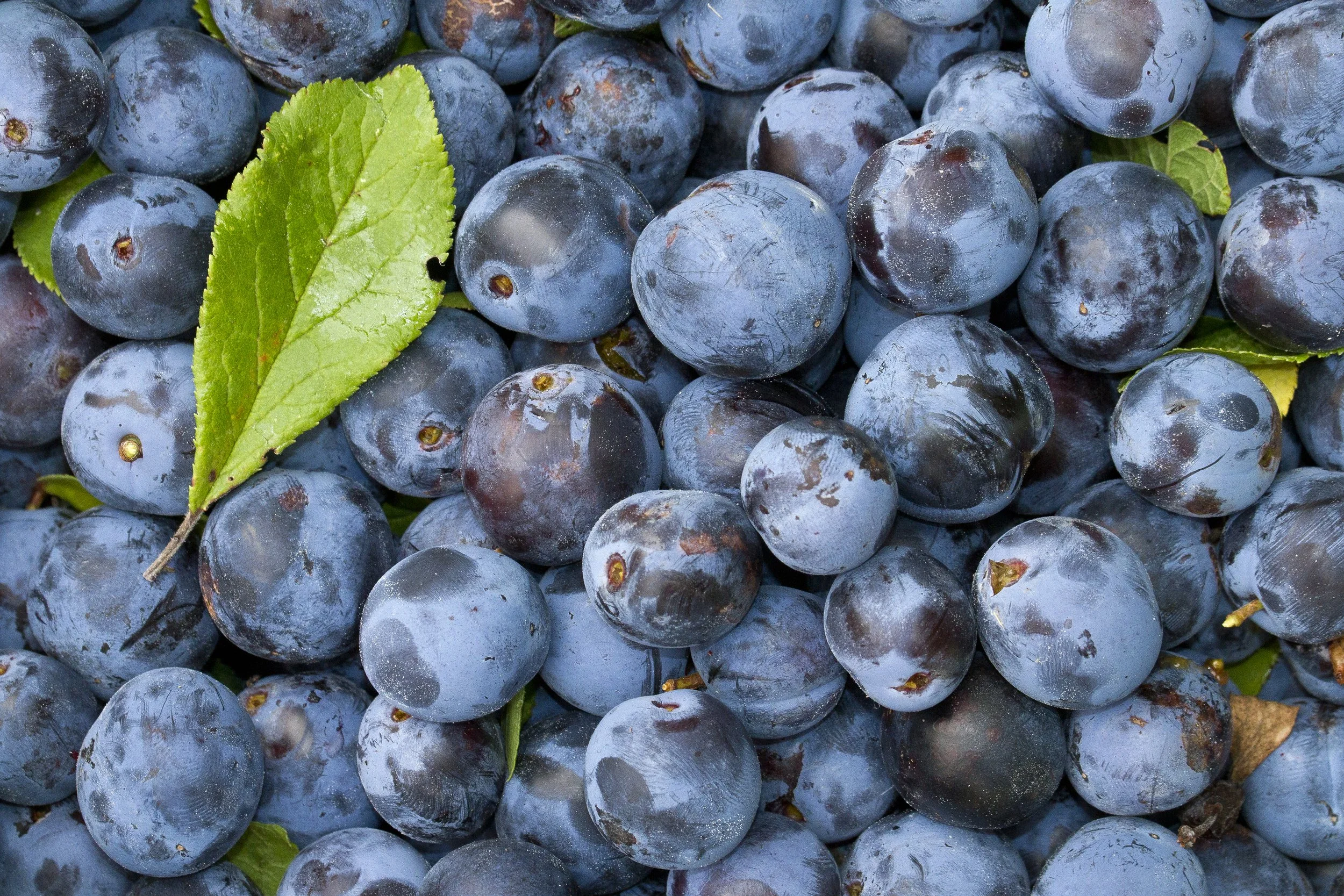 22nd August - Late Summer Foraging with David Winnard