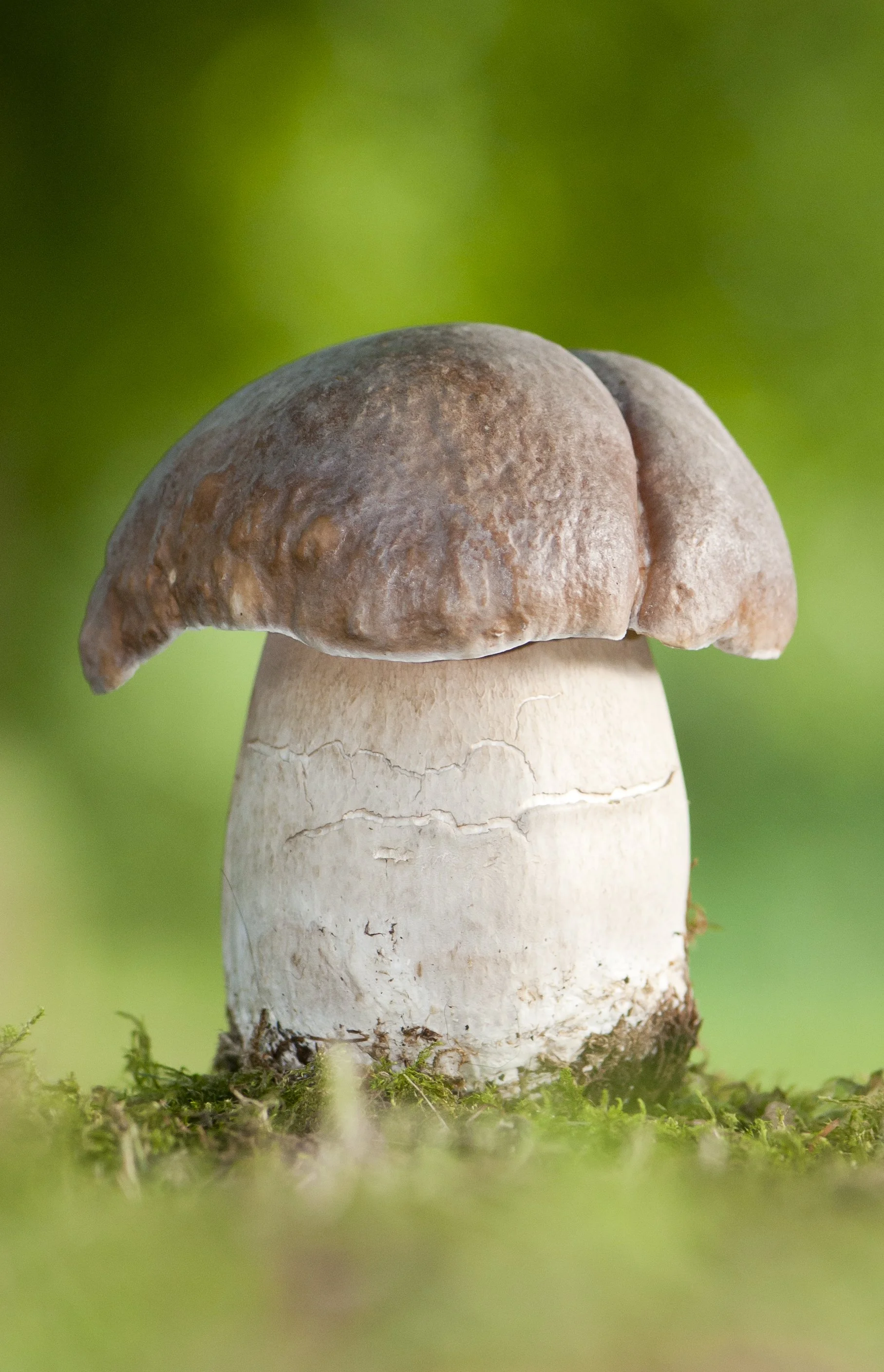 18th October - Mushroom Foraging with David Winnard