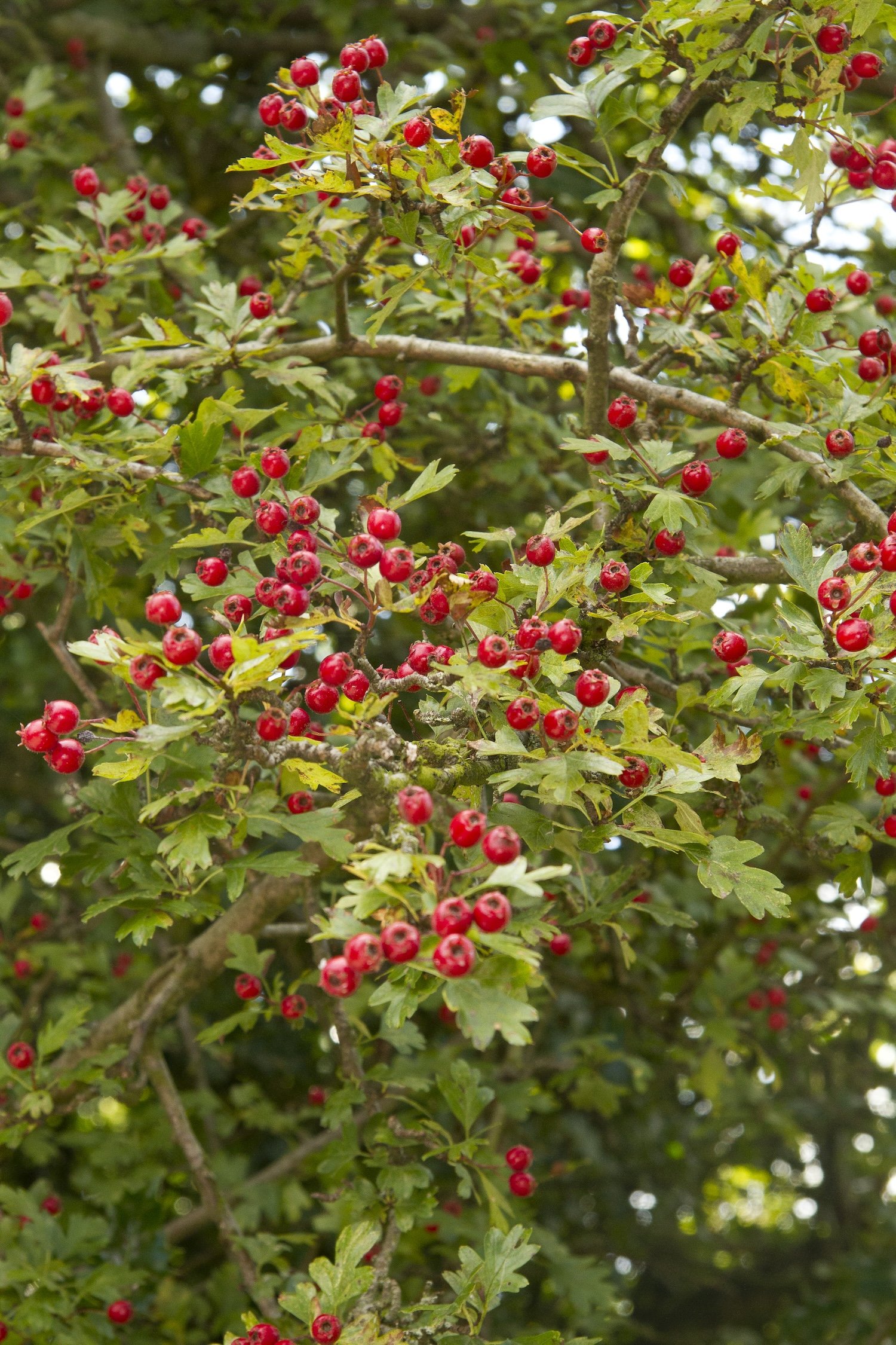 hawthorn.jpg