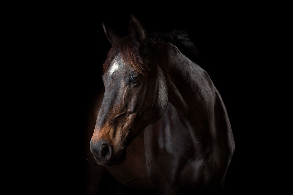 DUSAN-HOLOVEJ-Hector-The-Horse.jpg