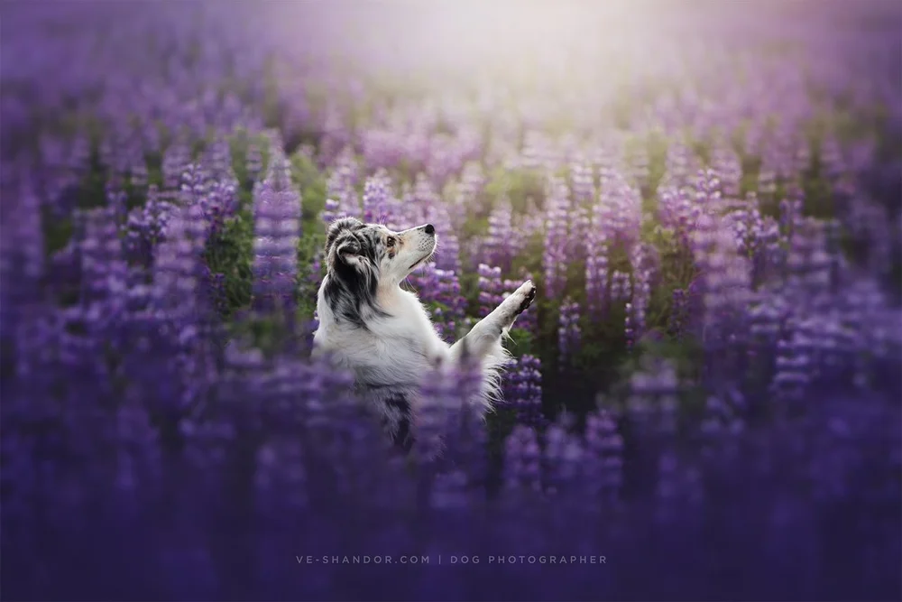 VE_SHANDOR_24A4285 copy-Edit.jpg