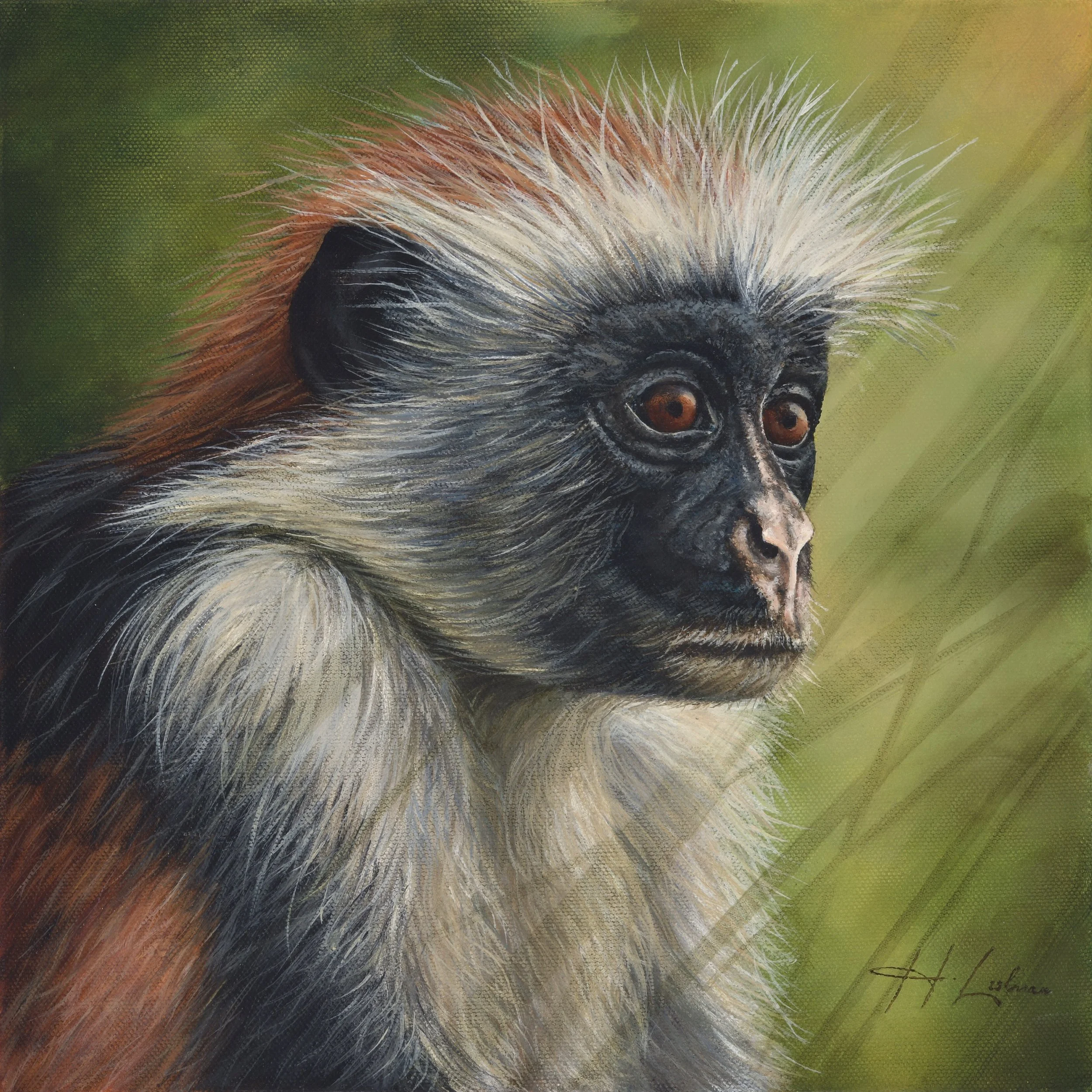 Crimson Treetops - Red Colobus Monkey - In partnership with PASA Primates