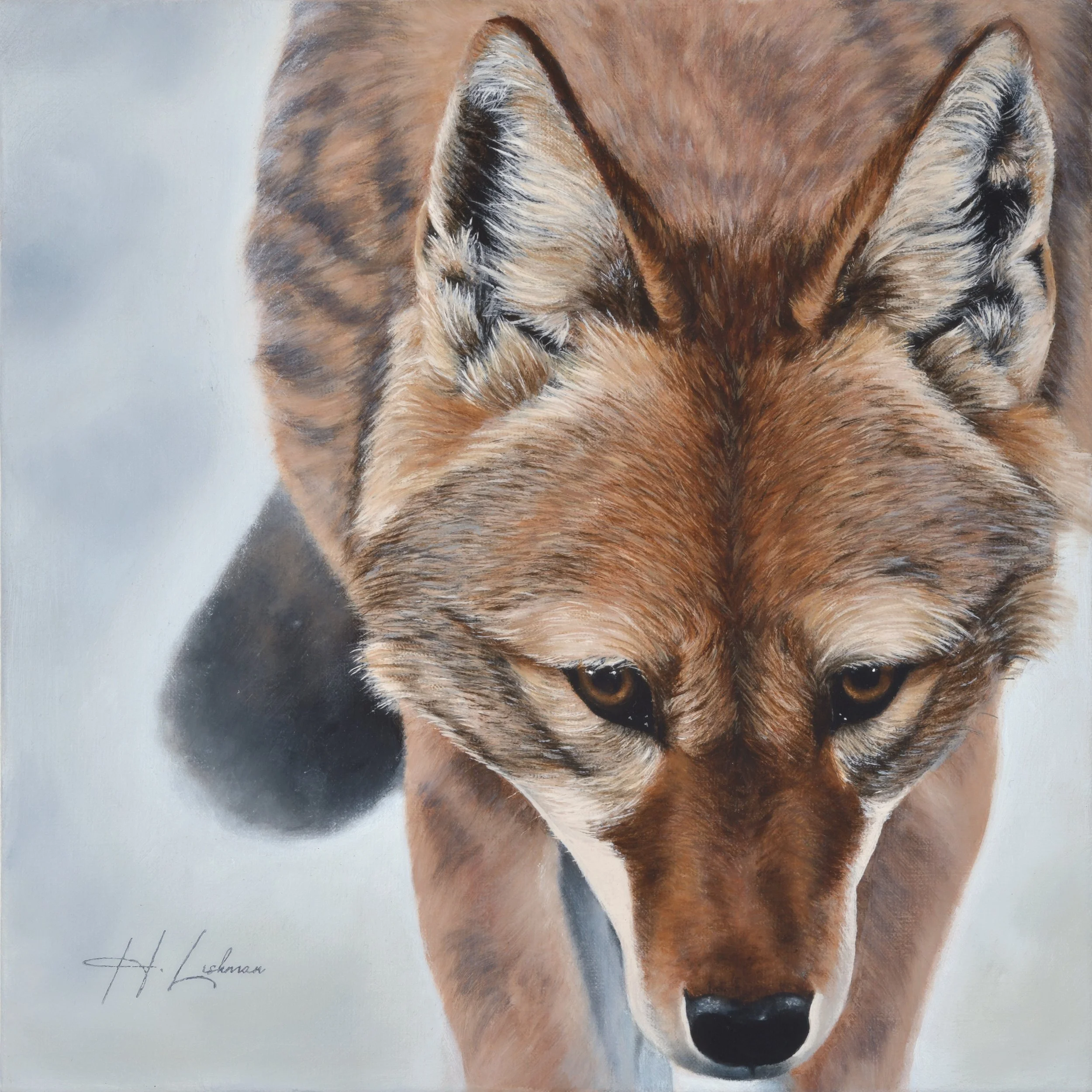 Silent Shadow - Ethiopian Wolf - In support of the Ethiopian Wolf Conservation Programme (EWCP)