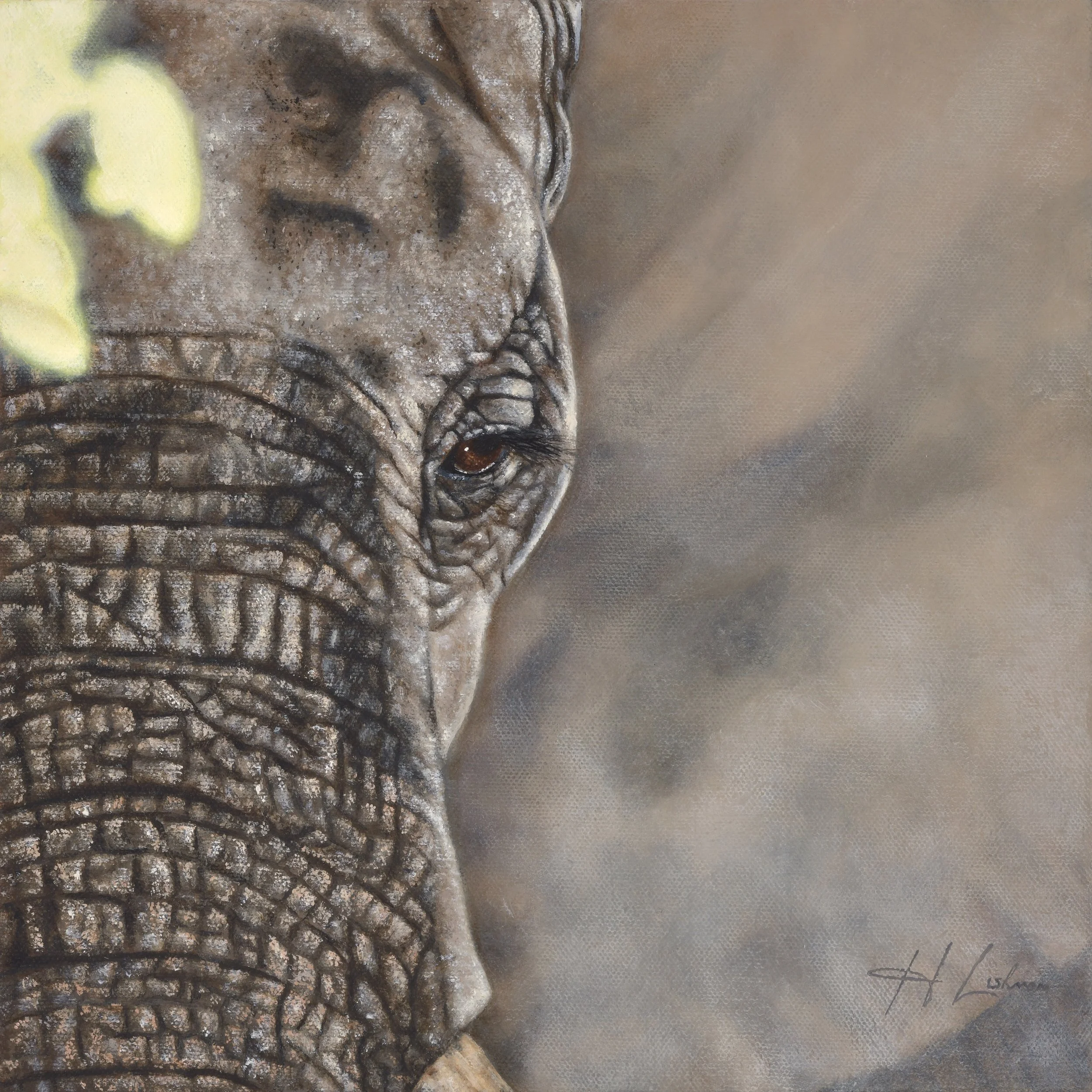 Ivory Canopy - Forest Elephant - In support of the Rainforest Trust