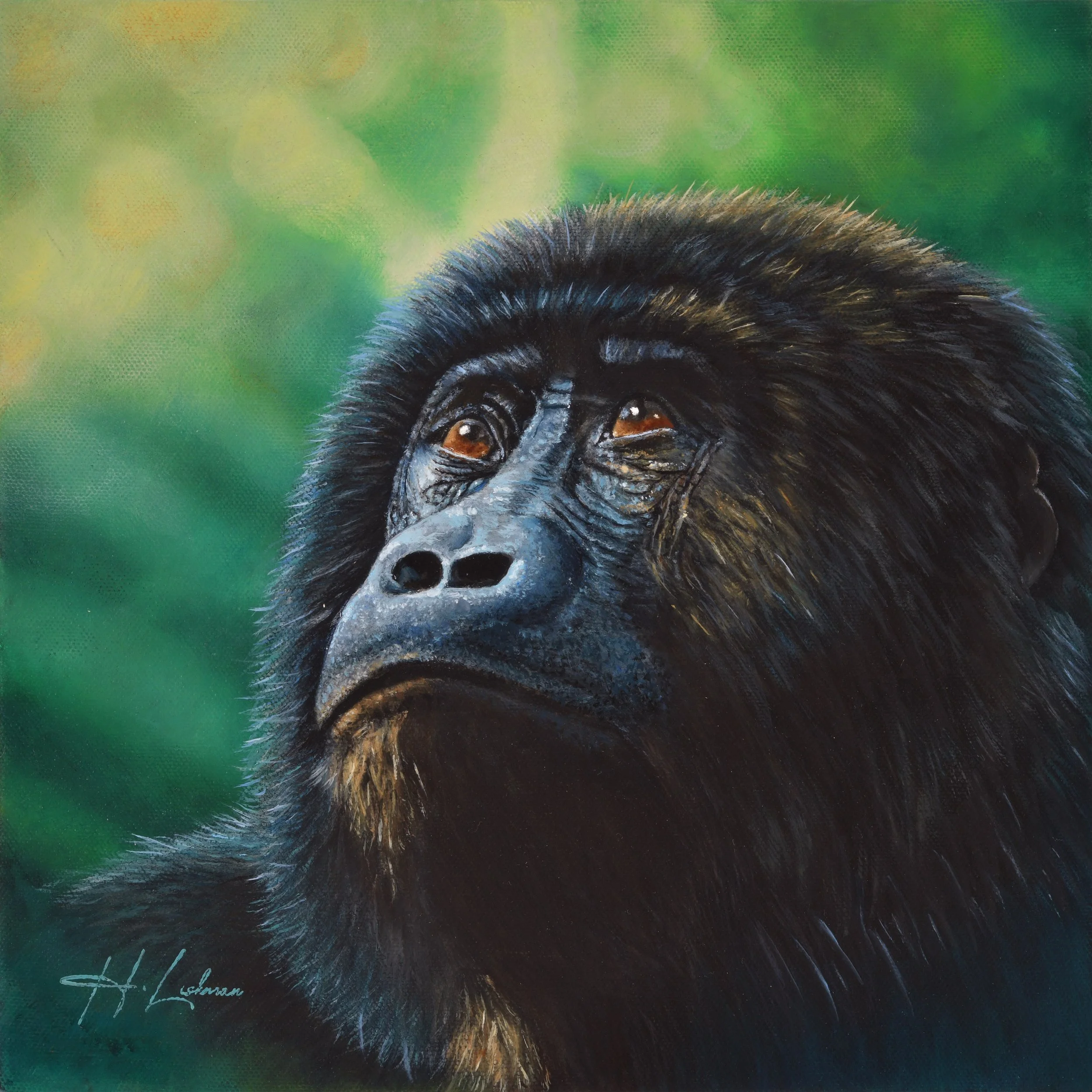 Emerald Legacy - Grauer's Gorilla - In partnership with GRACE Gorillas