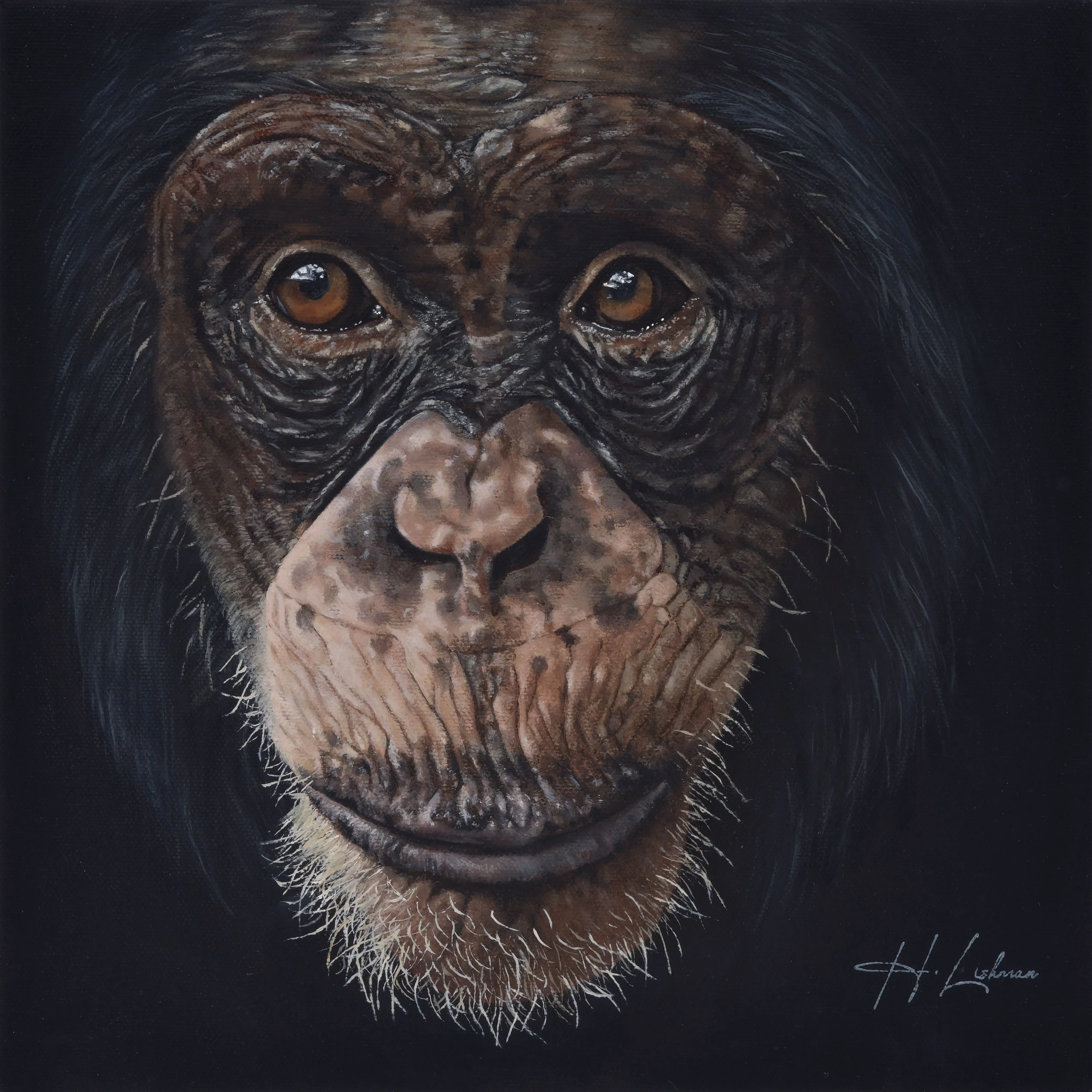 Kindred Souls - Chimpanzee - In partnership with PASA Primates