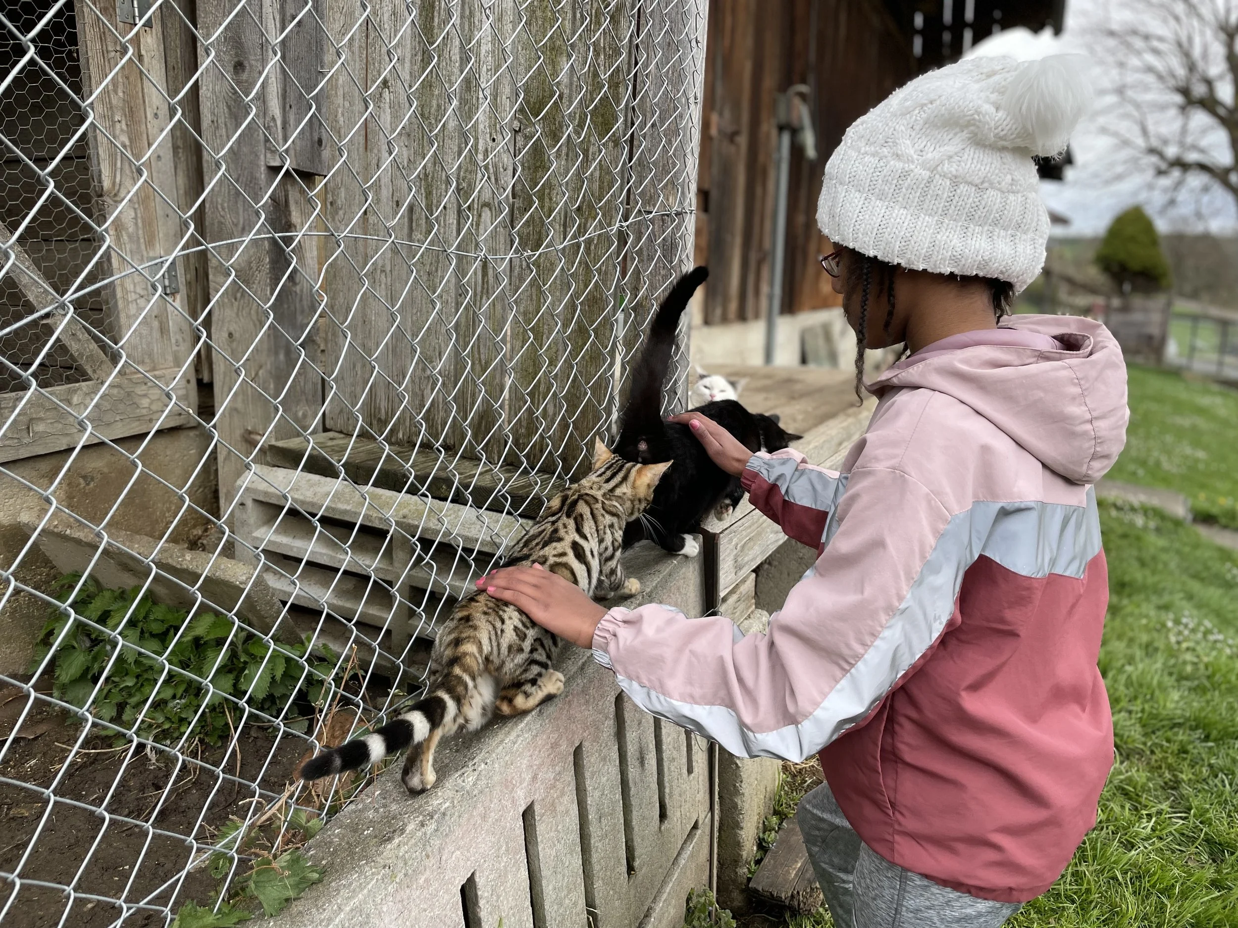 Bild Adiam Katzen.JPG