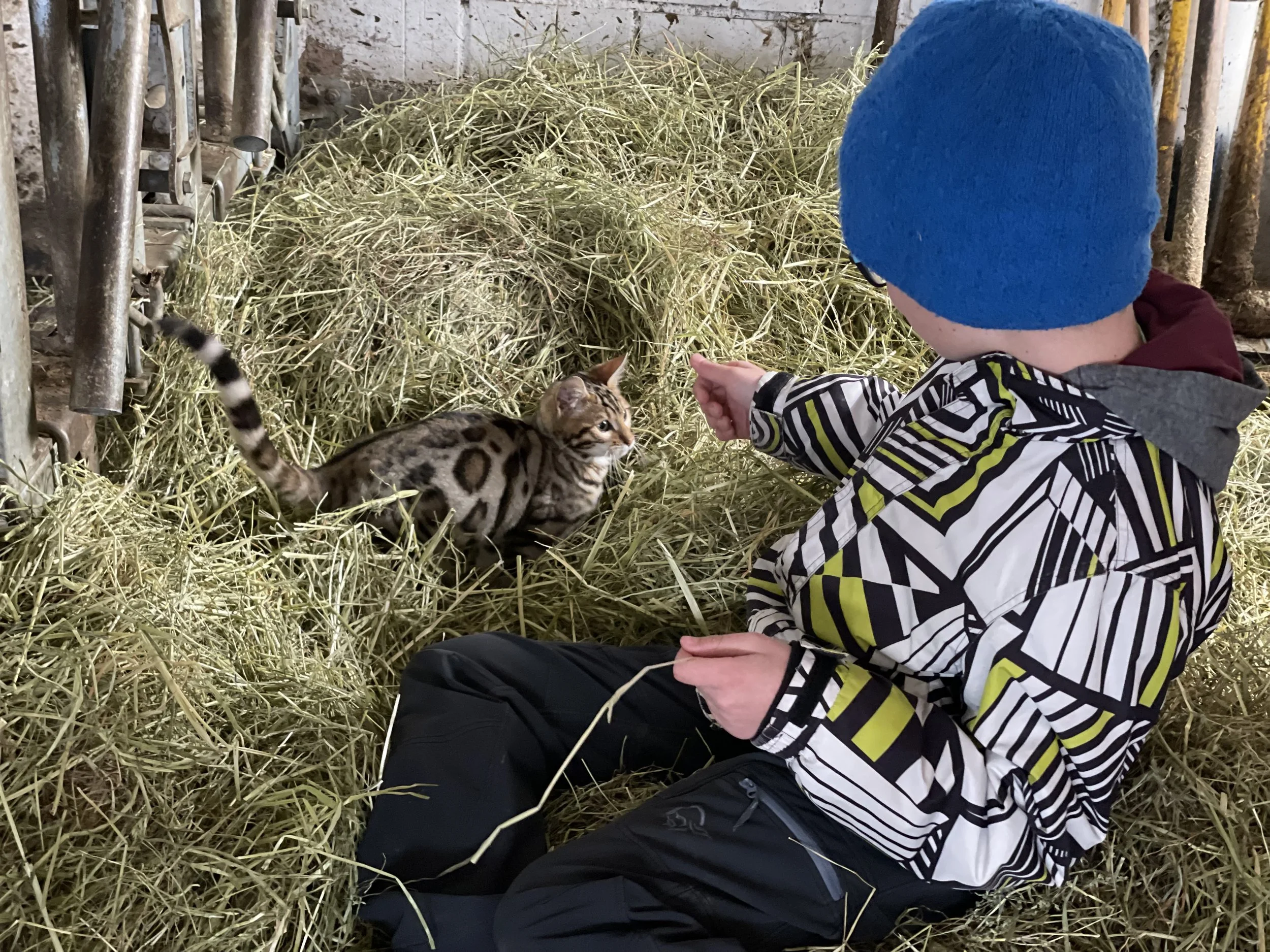 Bild Luan Katze.JPG