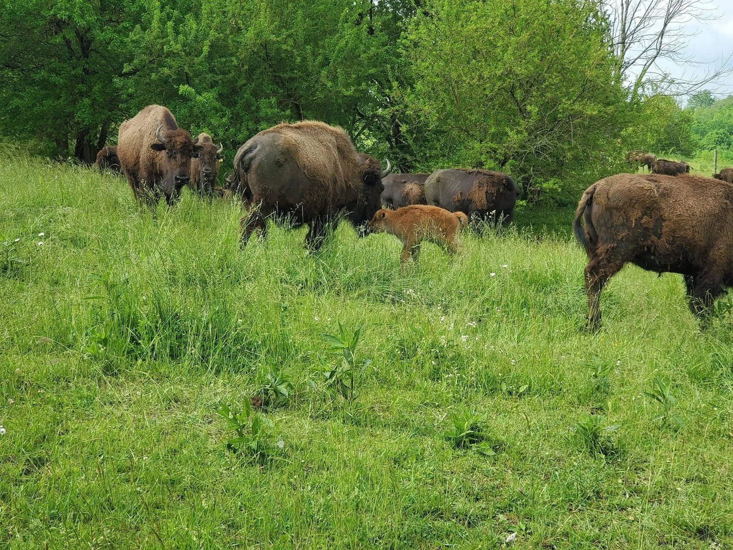 Boss Ranch Bison Meat Sales | Feed Bison Farm Tour | Unique Wedding Venue Ohio