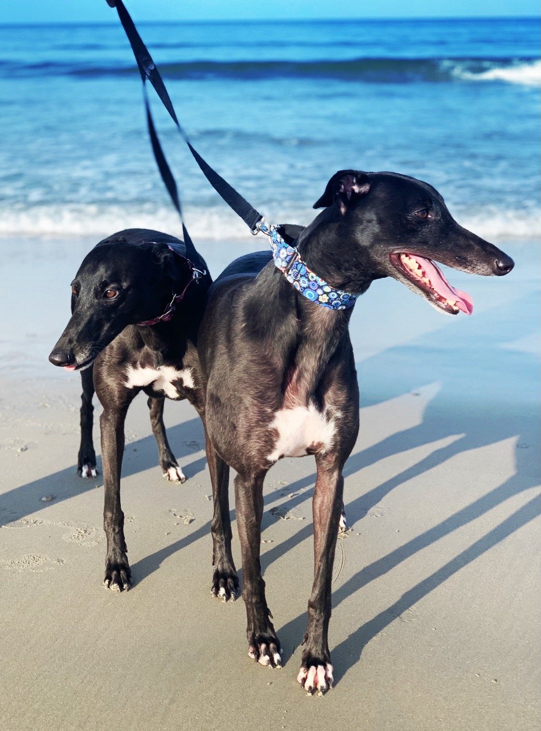 dogs at OBX