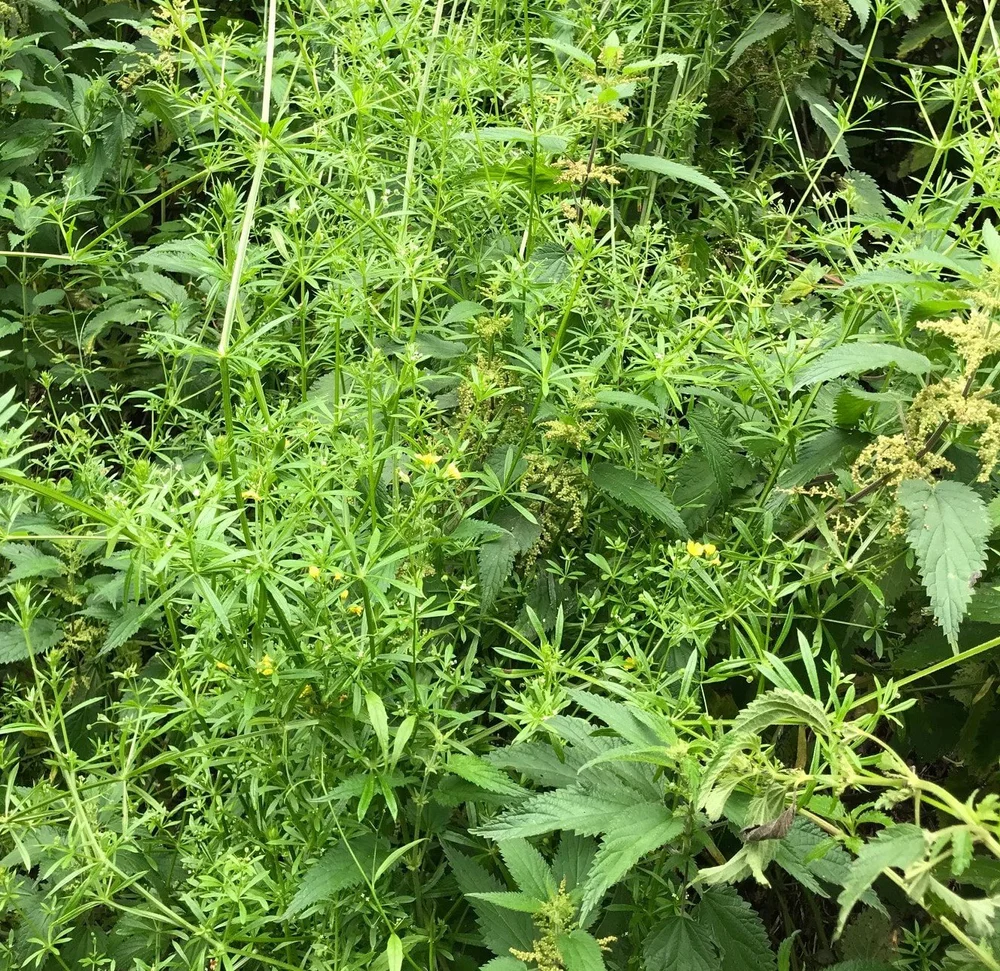 Cleavers  Blue Crow Botanicals