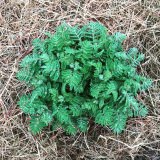 astragalus2.jpeg