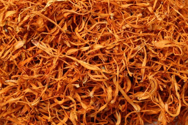 Cordyceps