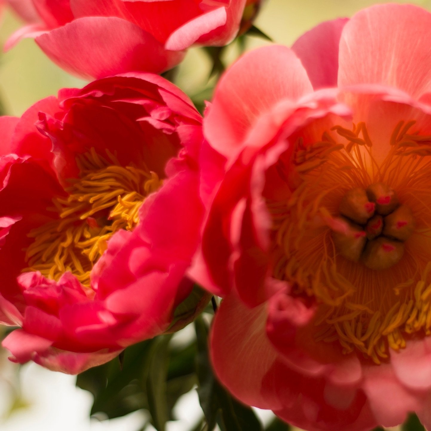 Fun Flower Fact 8.
.
Did you know that Peonies can be used to treat inflammation? The roots and seeds have been used in traditional Chinese medicine for centuries to treat headaches, asthma and liver disease.
.
And I bet you wouldn&rsquo;t guess wher