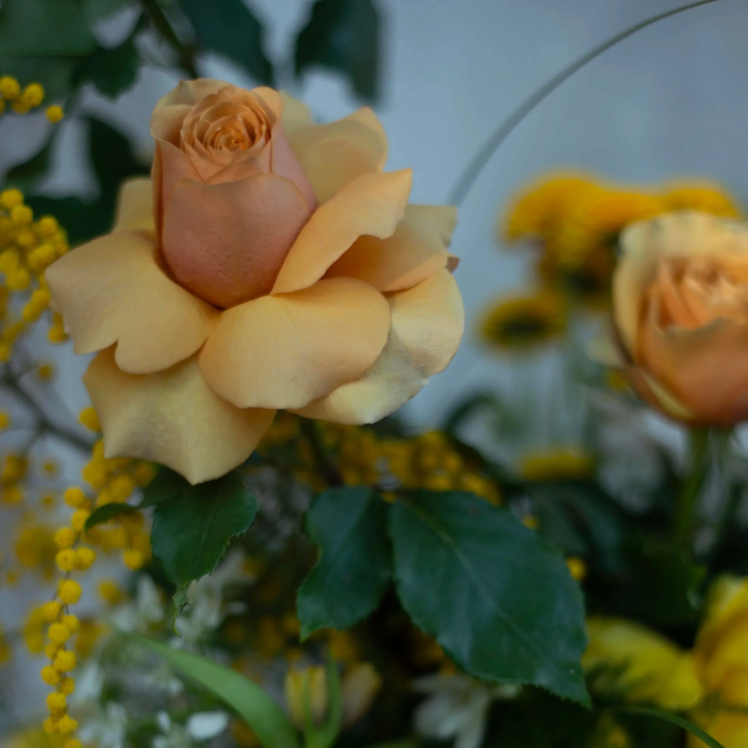 flowers, floral arrangement, bouquet