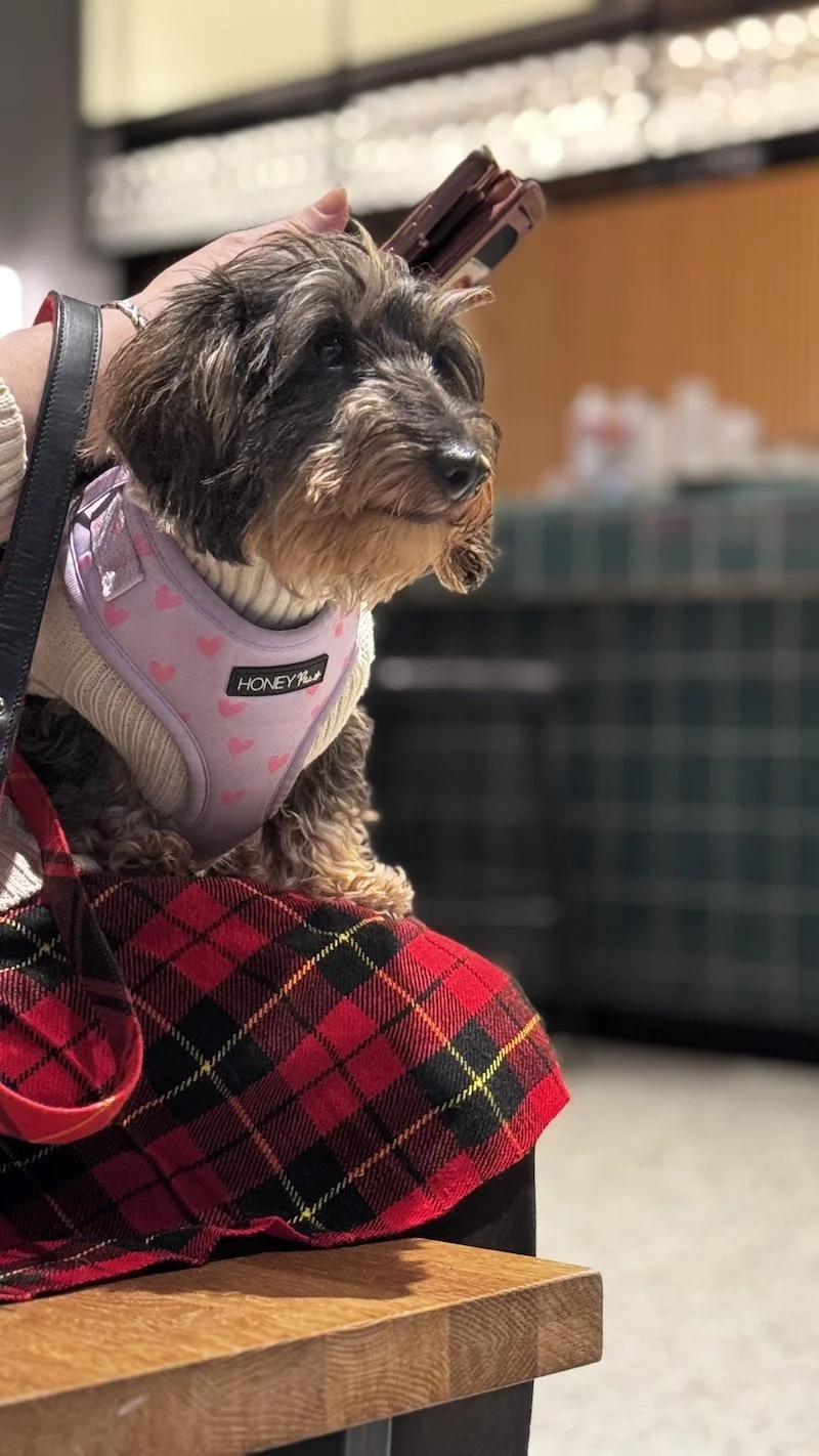A small dog wearing a pink harness with hearts, sitting on a red and black plaid blanket, in an indoor contemporary setting.