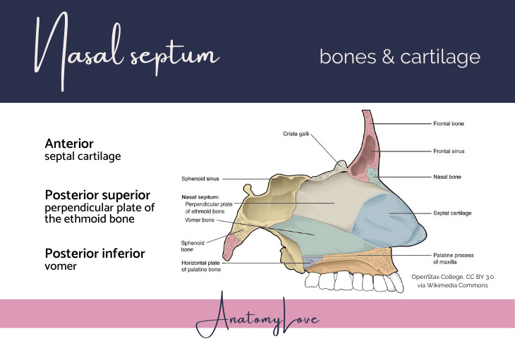 Nasal Cavity AnatomyLove