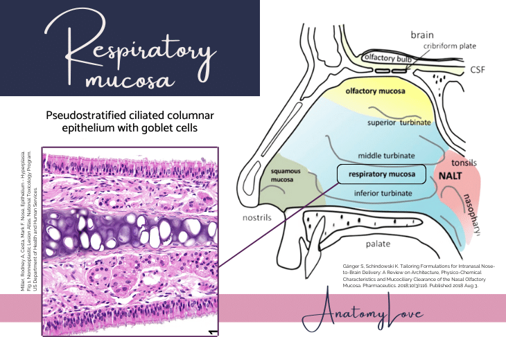 Nasal Cavity AnatomyLove Nasal Cavity AnatomyLove