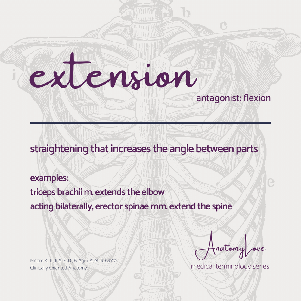 Med terms - extension IG size.png