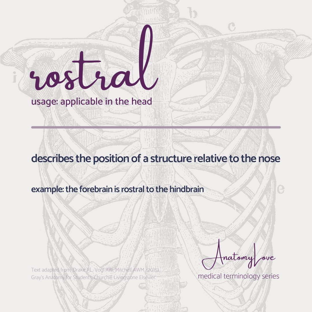 Med terms - rostral - IG size.png