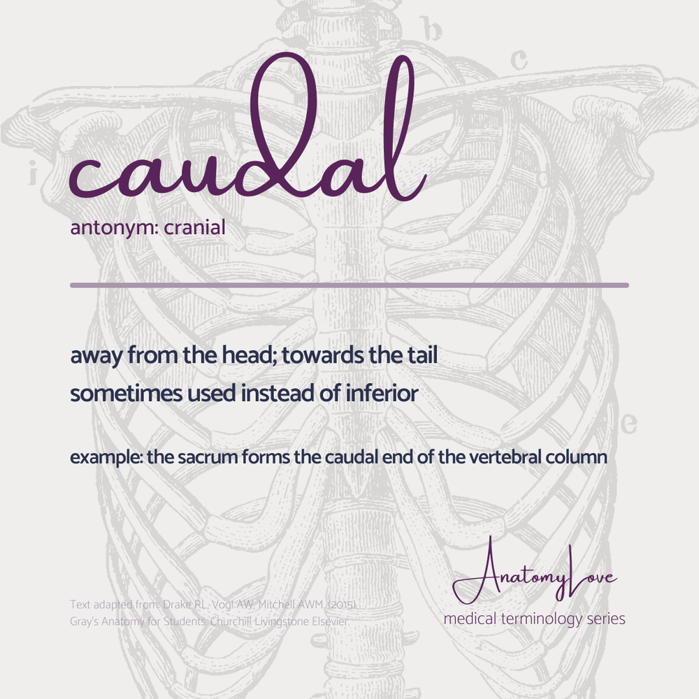 Med terms - caudal - IG size.png