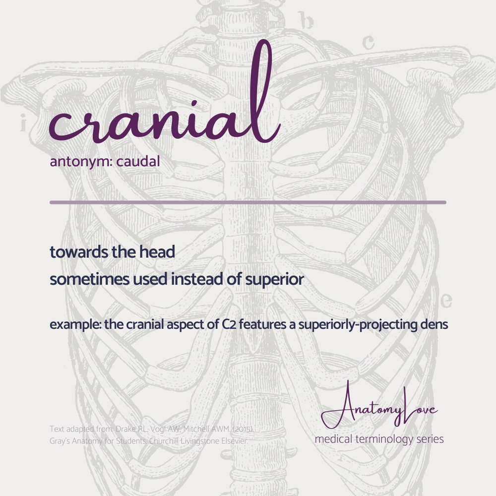 Med terms - cranial - IG size.png