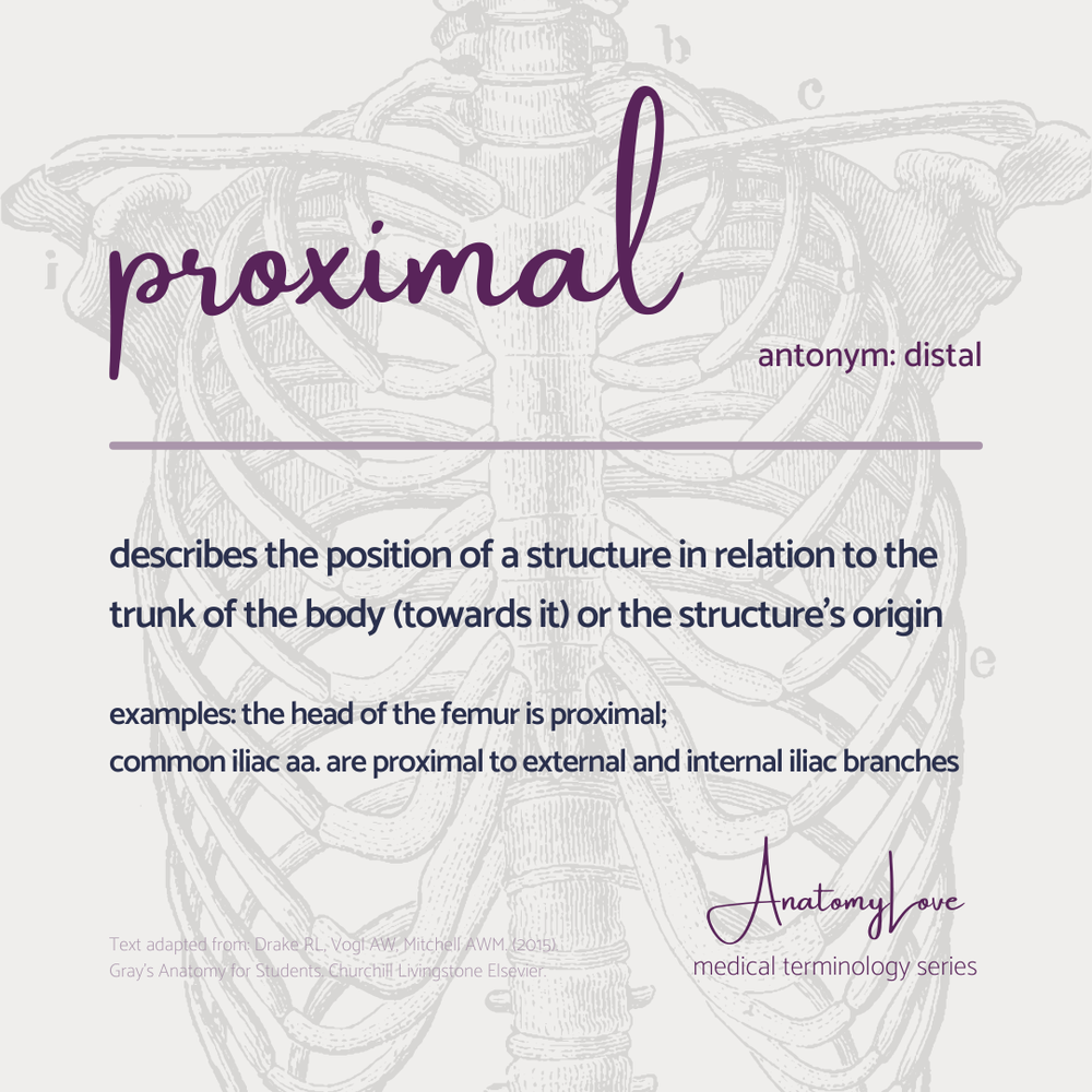 Med terms - proximal - IG size.png