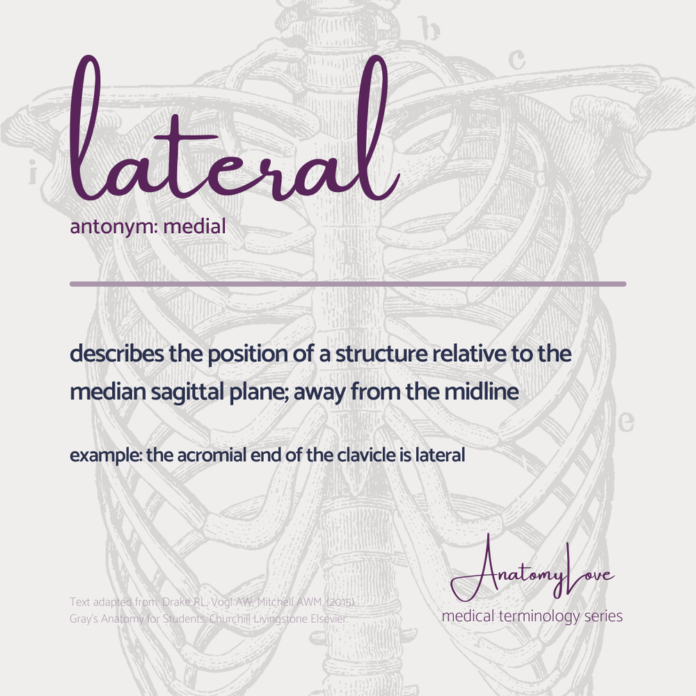 Med terms - lateral - IG size.png