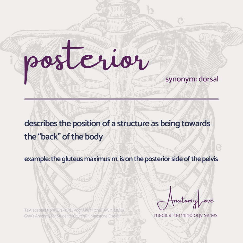 Med terms - posterior - IG size.png