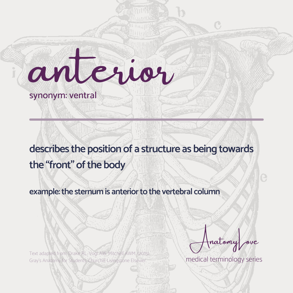 Med terms - anterior - IG size.png