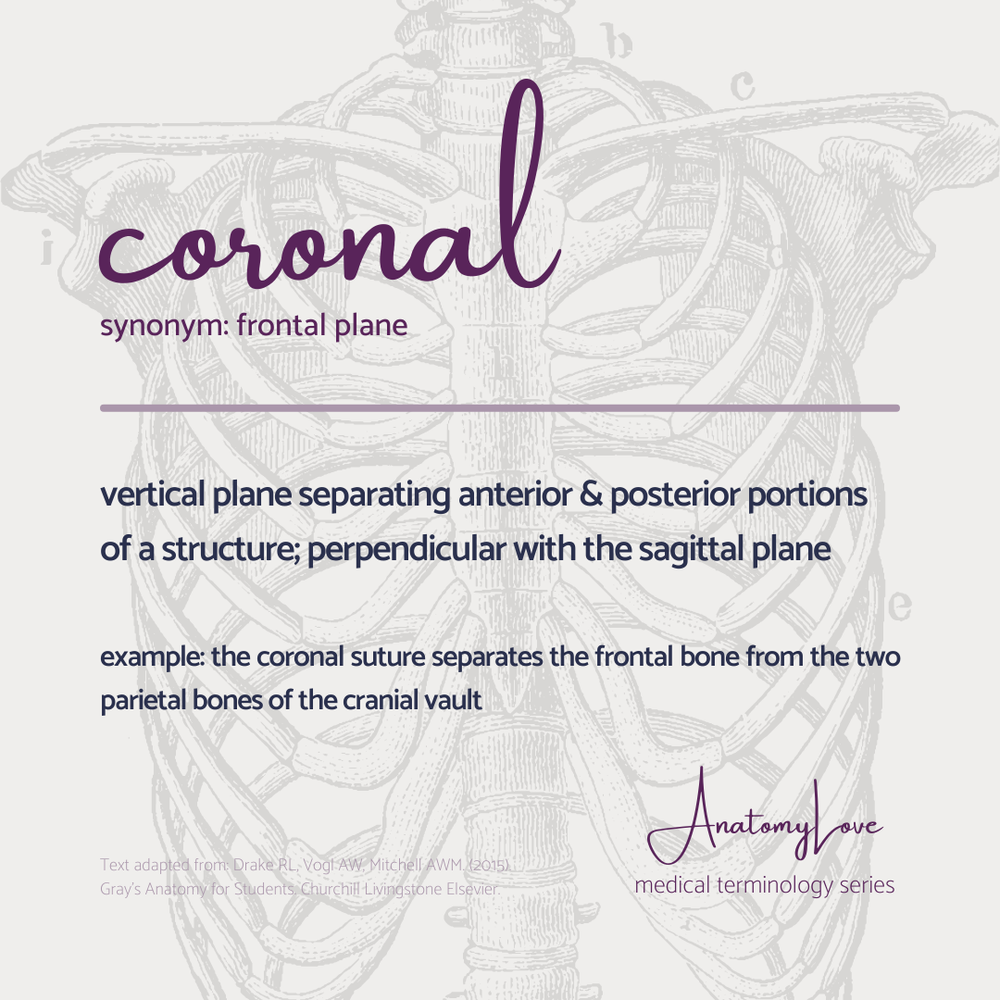 Med terms - coronal - IG size.png