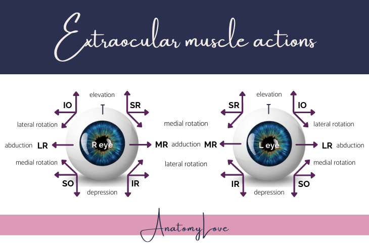 Optical Muscles Extraocular muscles — AnatomyLove