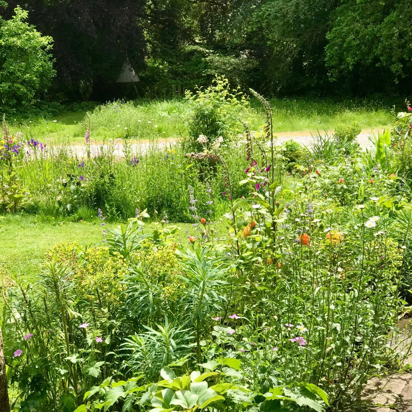With something of a dearth of mature plants in this garden, we've encouraged the native self seeders to create layers of texture and colour across the space by mowing further from the edges and lifting a few clumps into border gaps that needed fillin