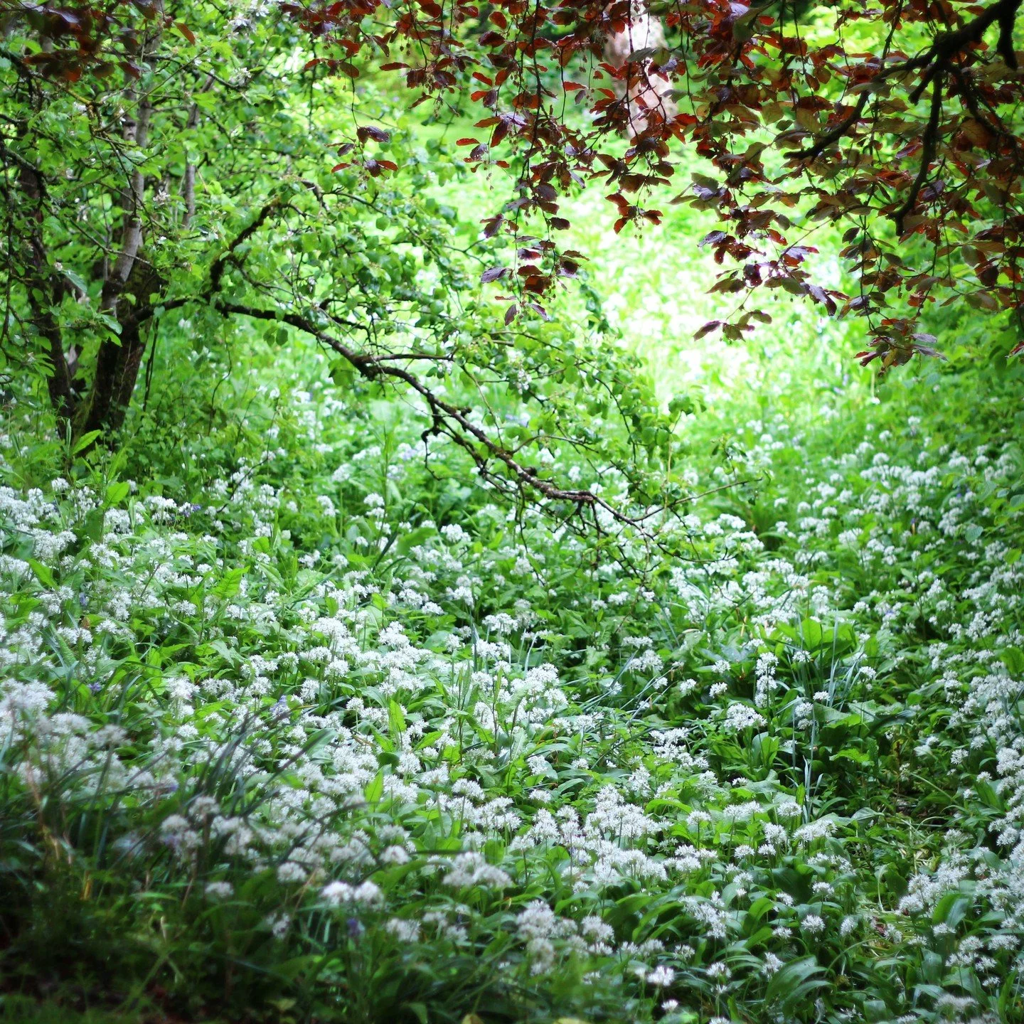 Behind the old orchard is this lovely run of wild garlic (or stinking jenny/ snake-plant/ devil's-posy!), backed by a good hazel hedge that at some point was properly laid in the old Devon fashion, with the pleachers almost entirely flat. Just a few 
